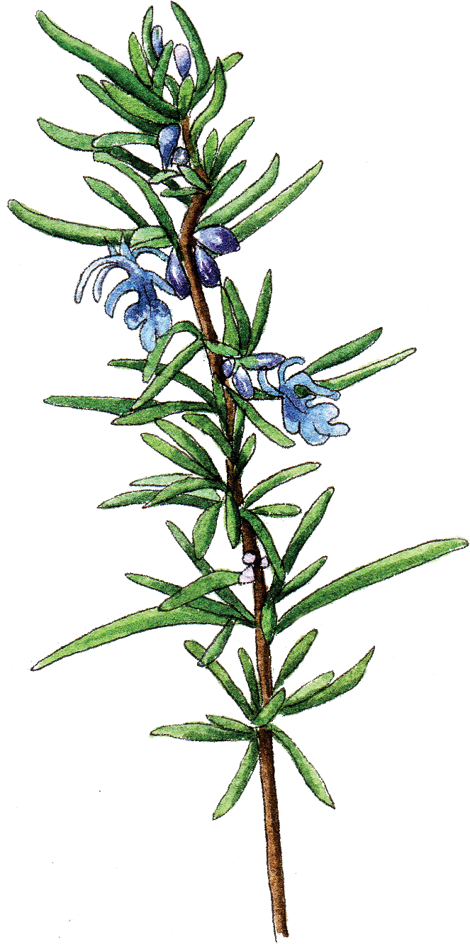 Illustration By Helen Krayenhoff - Horticulture (668x1343), Png Download