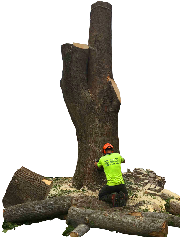 Tree Stump (610x800), Png Download