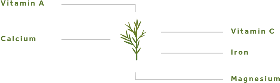 Rosemary-01 - Agave (1000x563), Png Download