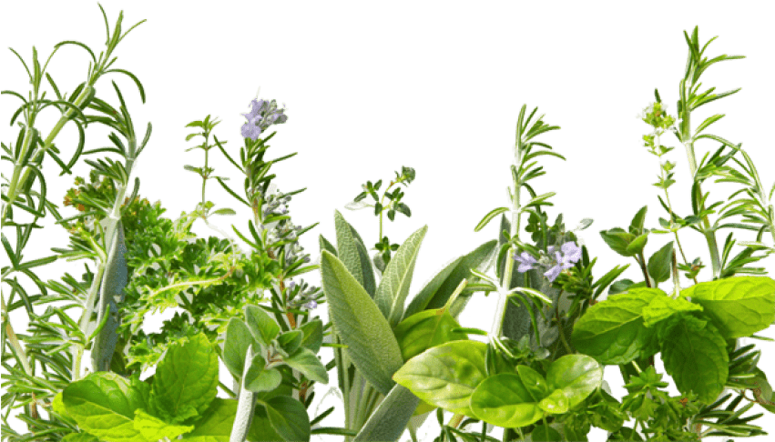 Herb Png Hd - Fondos De Plantas Verdes (600x400), Png Download