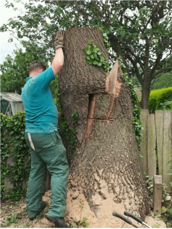 Mexican Pinyon (800x800), Png Download