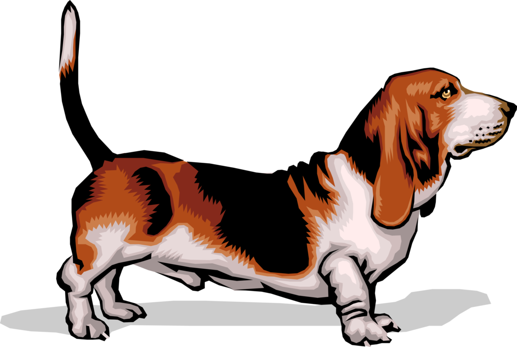 Vector Illustration Of Short-legged Basset Hound Dog - Dog Palpable Lymph Nodes (1043x700), Png Download