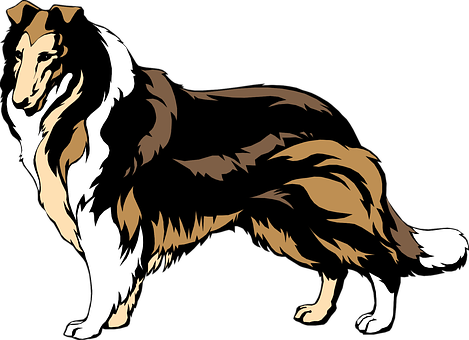 If You Want A Great Place To Buy Dog Accessories Like - Rough Collie Clip Art (469x340), Png Download