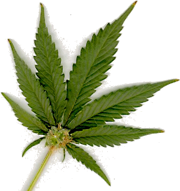Cannabis Sativa - Png Transparent Marijuana Leaf (400x401), Png Download