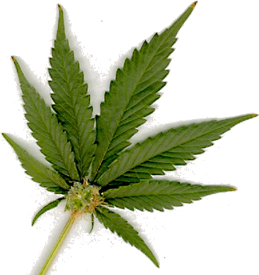 Marijuana Png Transparent