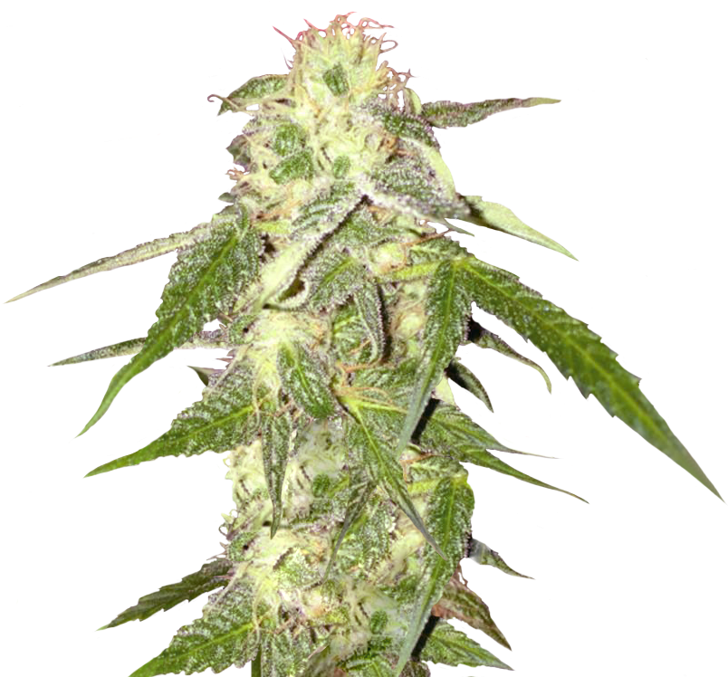Download Cannabis Png Weed Plant Transparent Background Png Image With No Background Pngkey Com