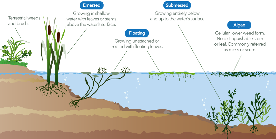 Weeds Drawing Weed Plant - Aquatic Plant (1076x545), Png Download