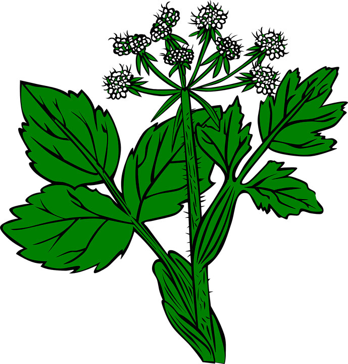 Weed Clipart Wild Plant - Ageratina Altissima Png (689x720), Png Download