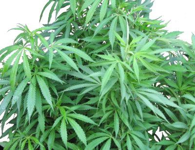 Source - - Marijuana Plant Psd (400x308), Png Download