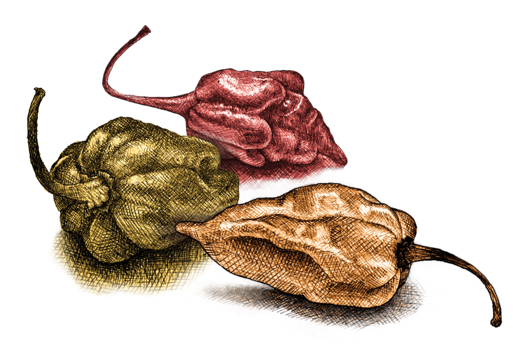 Peppers (1000x711), Png Download
