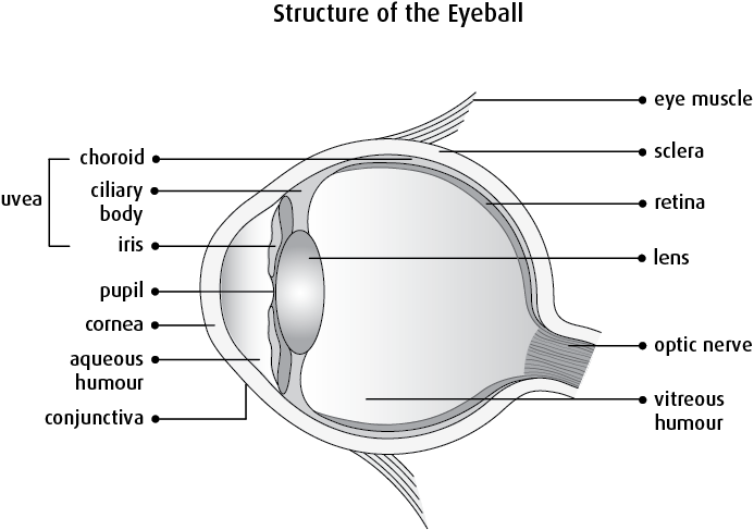 Graphic Of The Structure Of The Eyeball - Diagram (693x487), Png Download