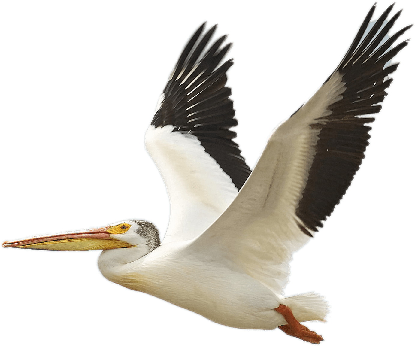 Flying White Pelican - Pelican (2400x1653), Png Download