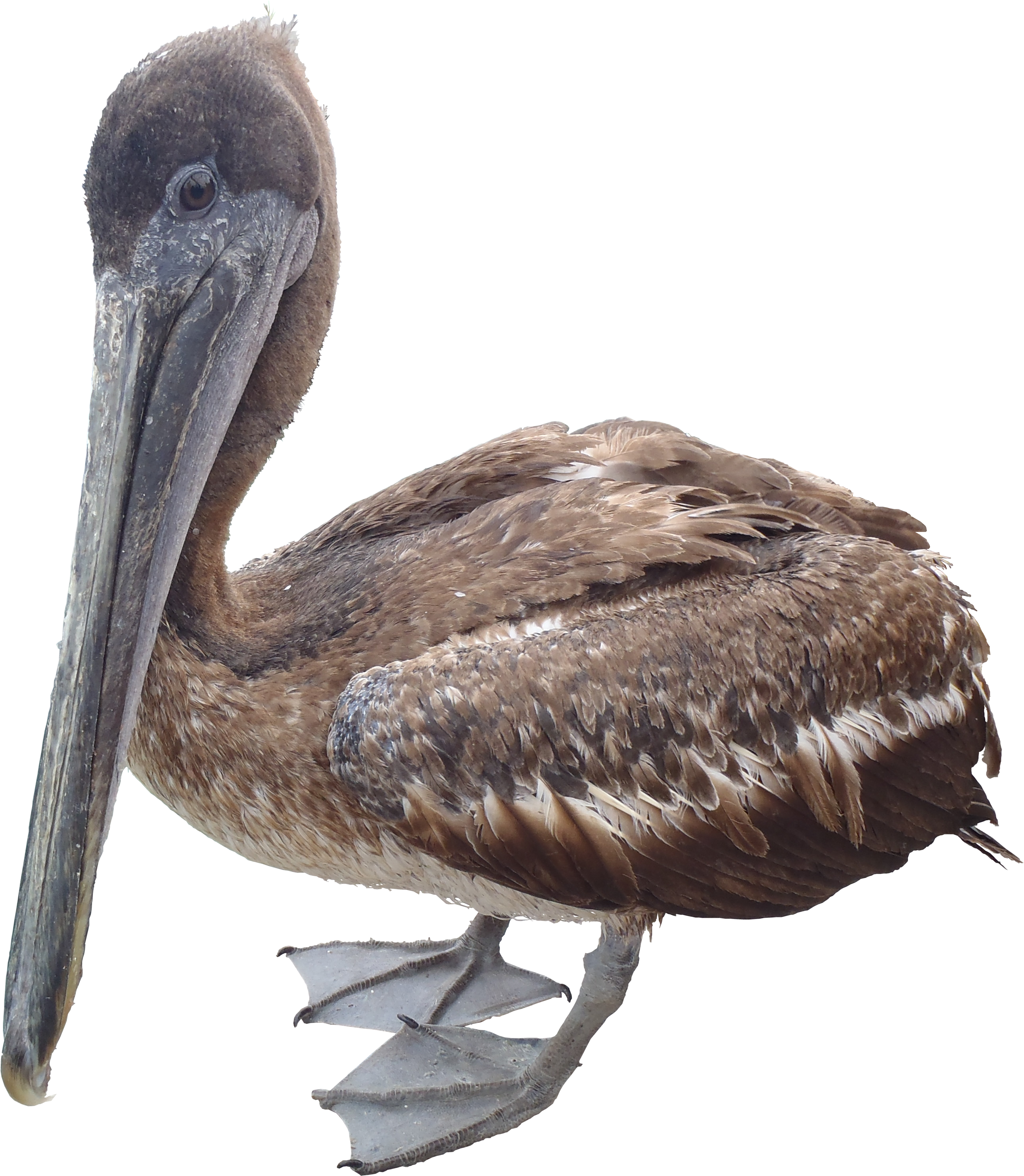 Pelican Png (2582x2965), Png Download
