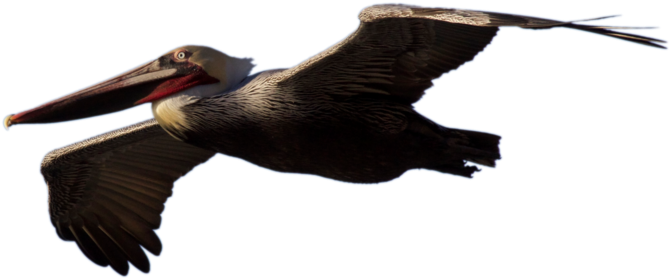 Pelican Png - Pelican (800x402), Png Download