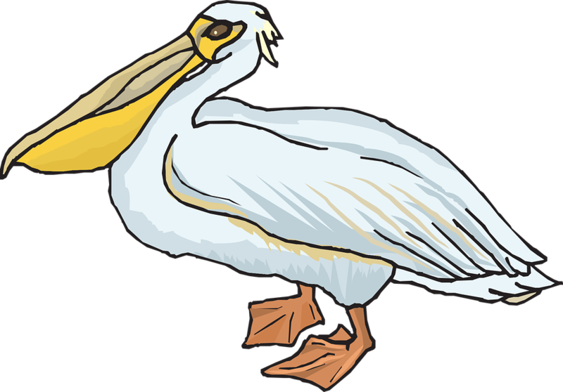 Clipart Black And White Library Free Pelican Cliparts - Pelican Clipart (600x419), Png Download