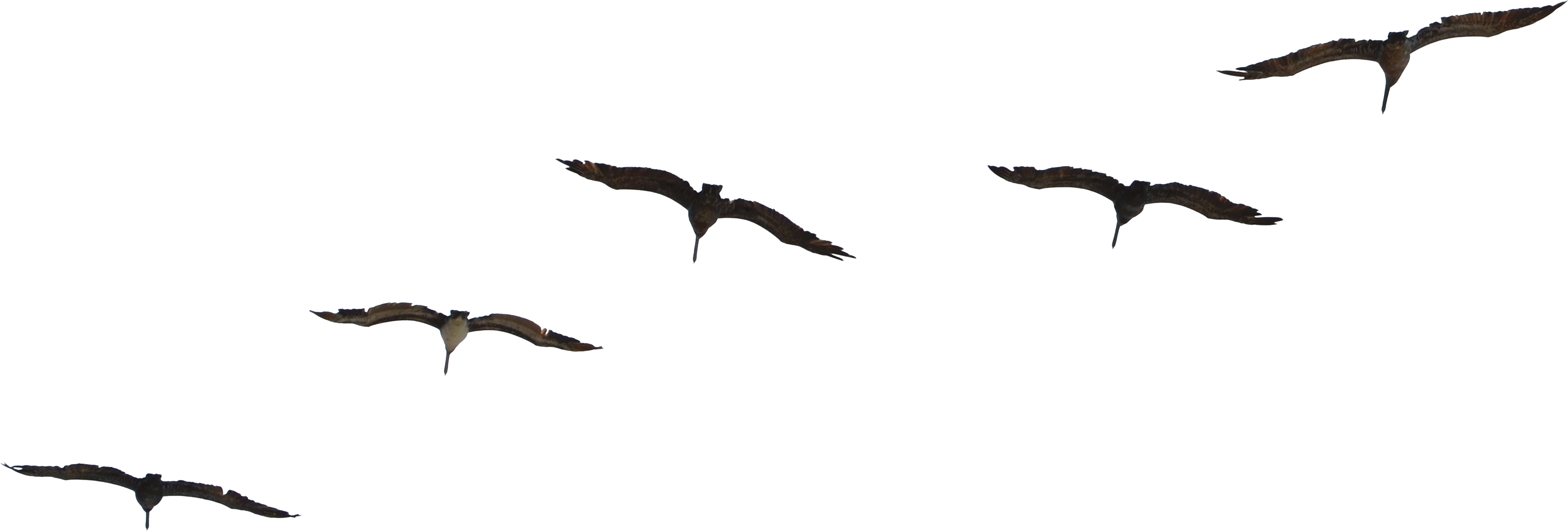 Flying Pelican Png Free Download - Birds Flying Psd Free (1098x727), Png Download