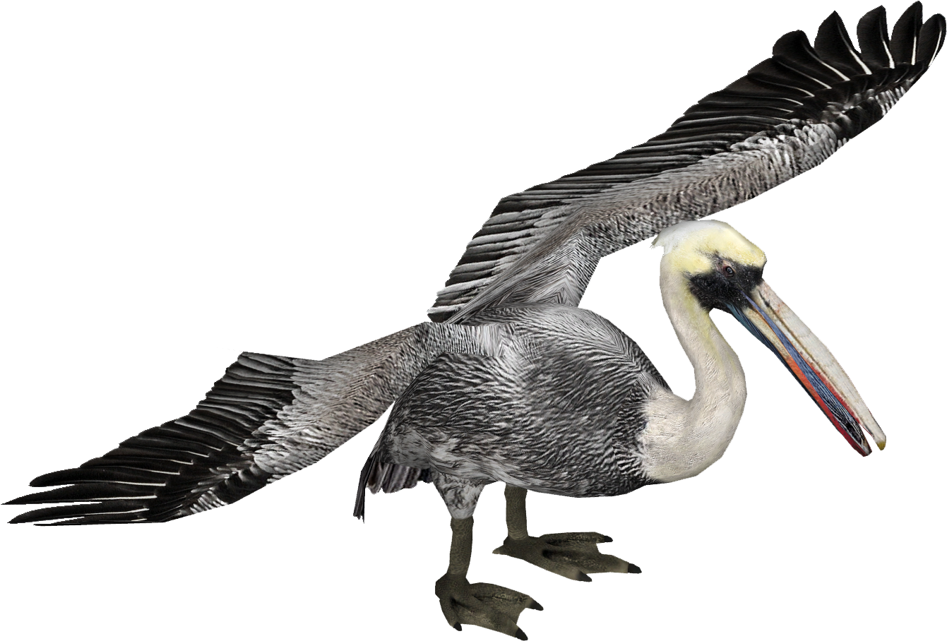 Peruvian Pelican 2 - Wiki (1340x1340), Png Download