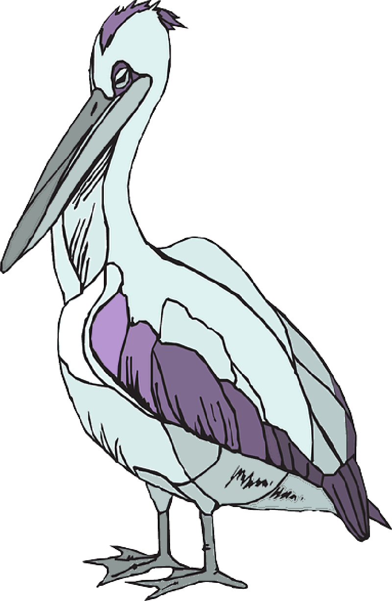Mb Image/png - Pelican (800x1227), Png Download