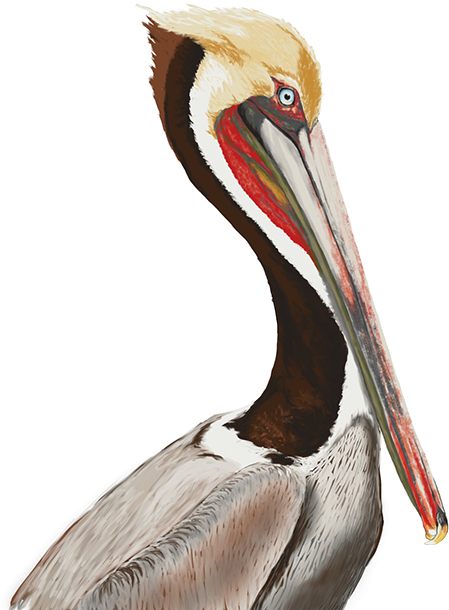 Brown Pelican, Photoshop Painting - Brown Pelican (600x643), Png Download