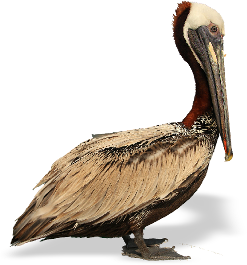 Pelican Bay State Prison (528x532), Png Download