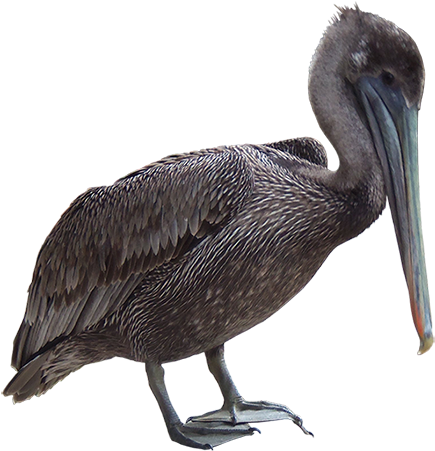 A Gray Pelican With Long Beak Who Can Tell You About - Brown Pelican (450x450), Png Download