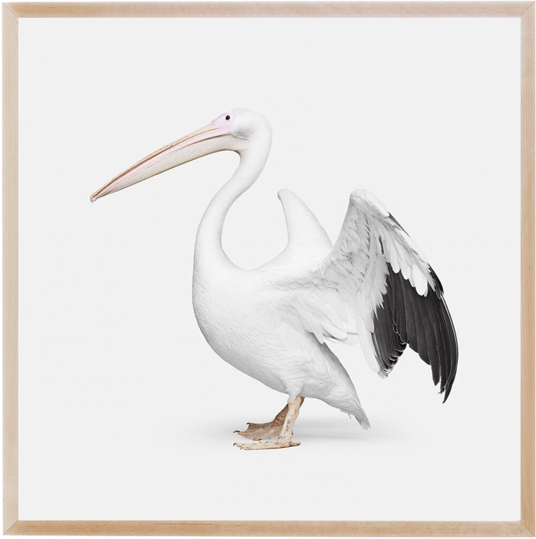 Gallery Mid Gallery Mid - East Urban Home 'african Pelican Ii' Photographic Print (900x1125), Png Download