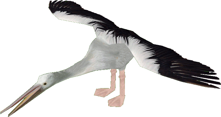 Australian Pelicandd - White Stork (881x681), Png Download