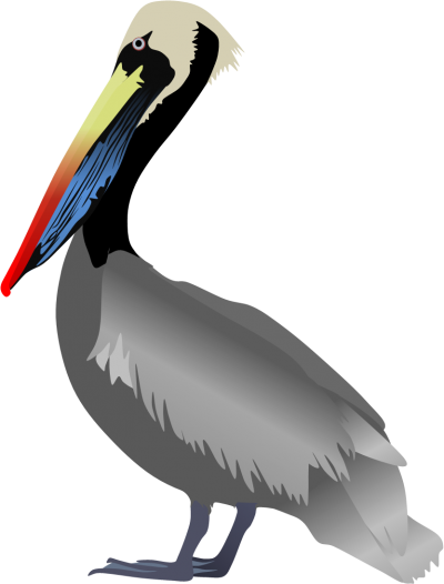 Peruvian Pelican Pictures Png Images - Peruvian Pelican (400x526), Png Download
