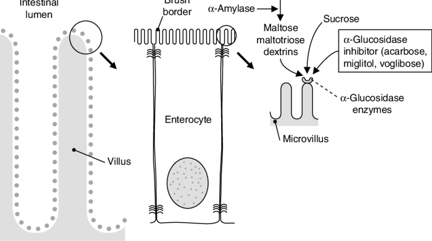 Α Glucosidase Inhibitors Competitively Inhibit The - Alpha Glucosidase Inhibitors Acarbose And Miglitol (850x474), Png Download