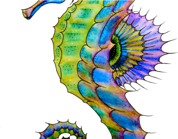 Seahorse Png Transparent Images - Seahorse Drawing (640x480), Png Download