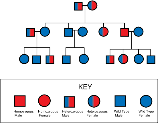Pedigree Chart For Thalassemia (600x600), Png Download