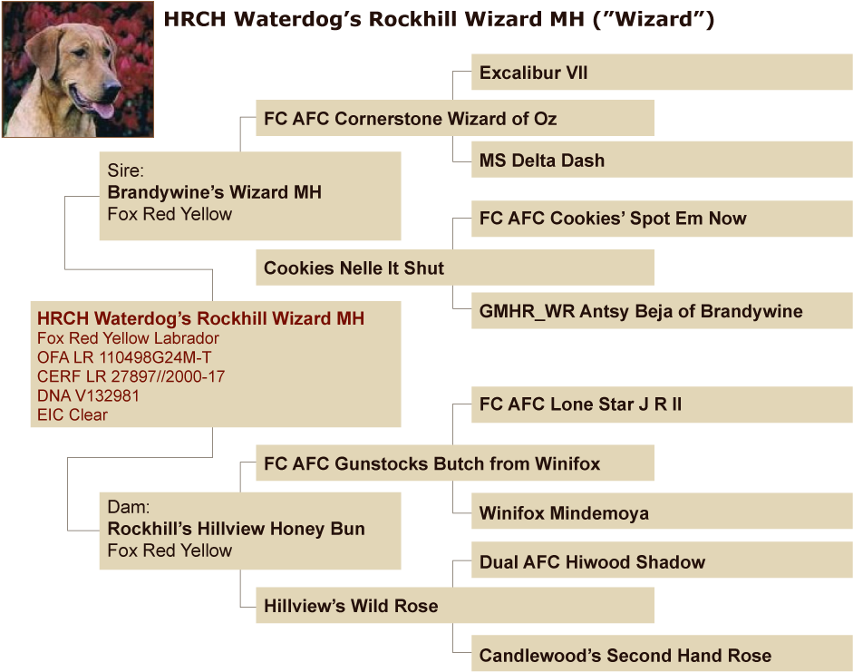 Certificate Of Pedigree - Galgo Español (950x834), Png Download