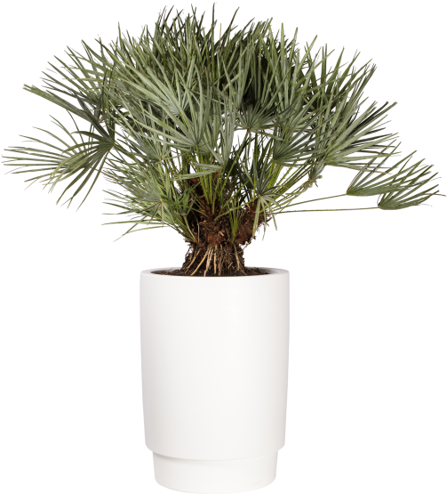 Home > Collection > Pure Grade High - Elho Vaso Pure Grade High 47 Bianco - Elho (750x750), Png Download