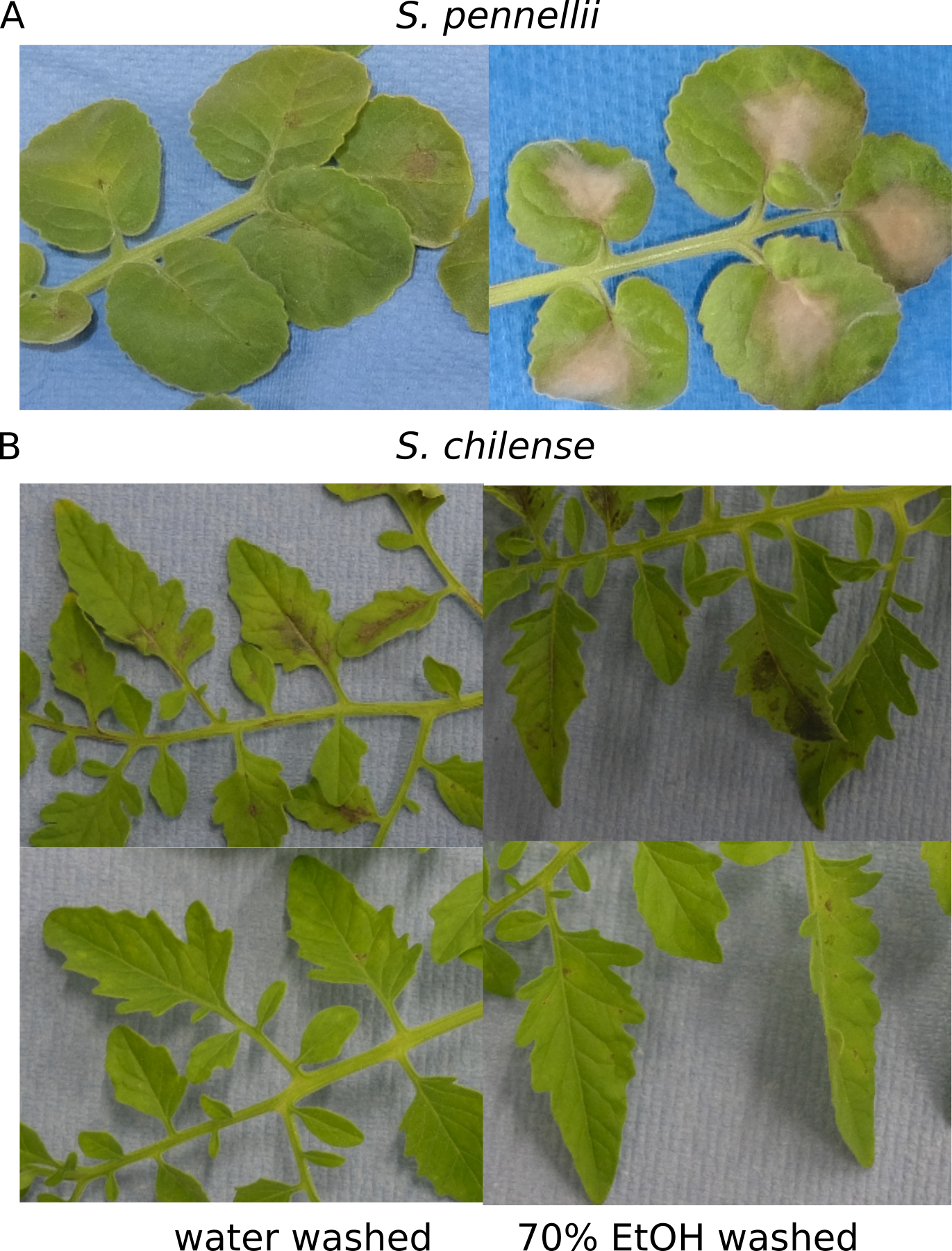 Surface Sterilisation - Slippery Elm (1371x1801), Png Download