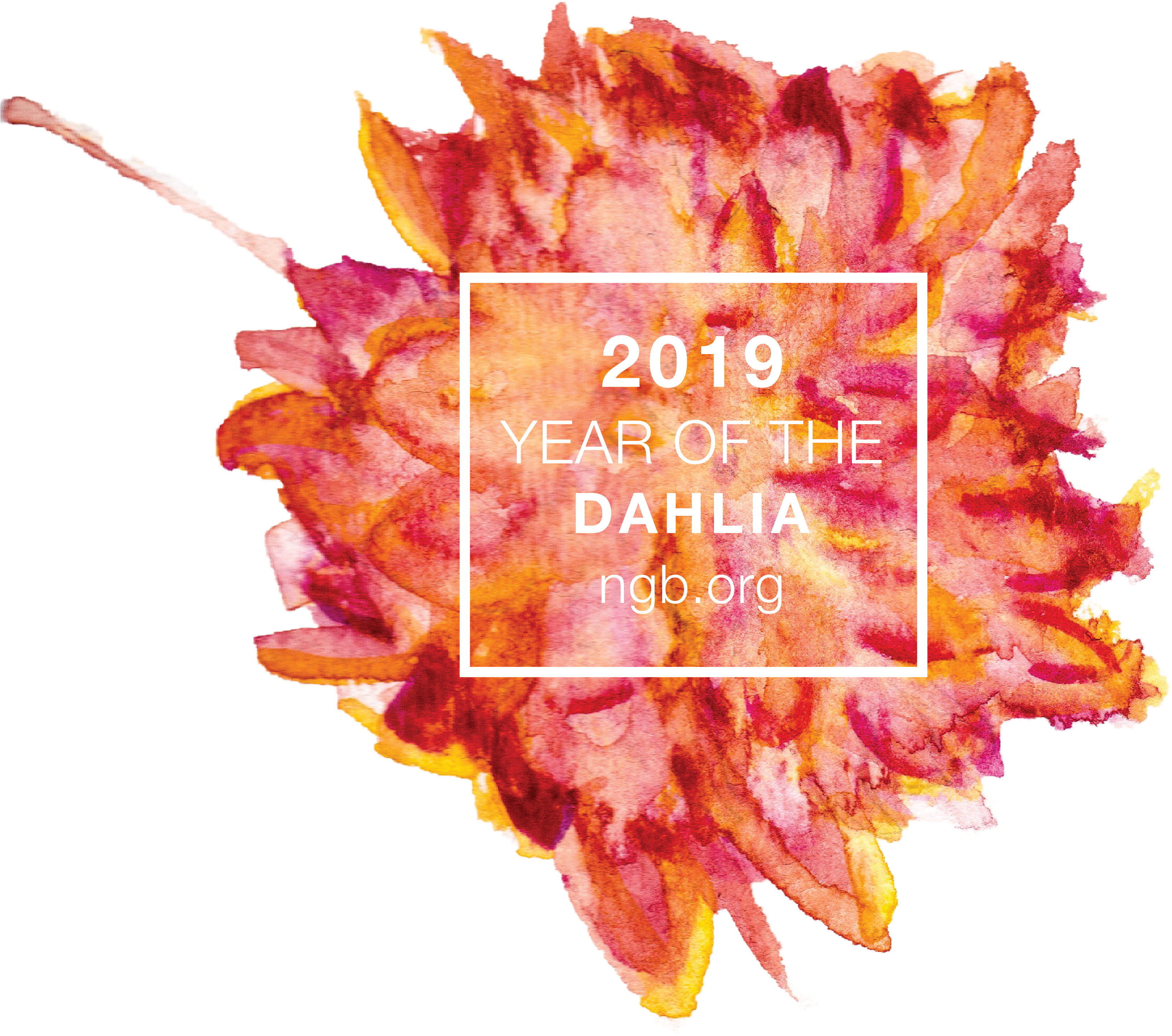 Year Of The Dahlia - Daisy Family (5101x3301), Png Download