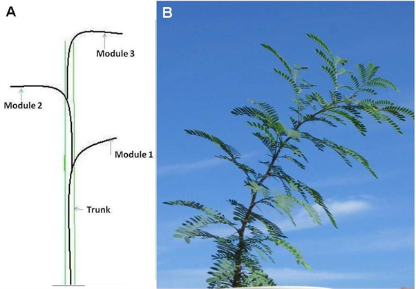 Troll's Tree Model - Pond Pine (903x418), Png Download