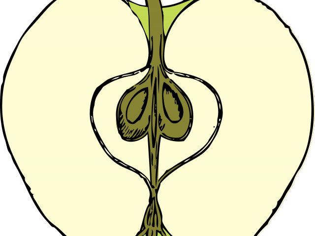 Tree Clipart Cross Section - Dibujo De Manzana Cortada (640x480), Png Download