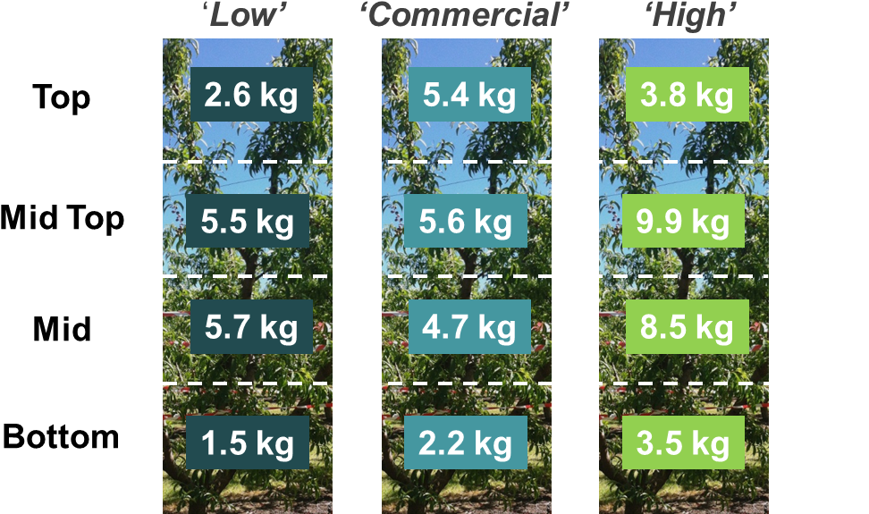 Figure - Height (997x603), Png Download