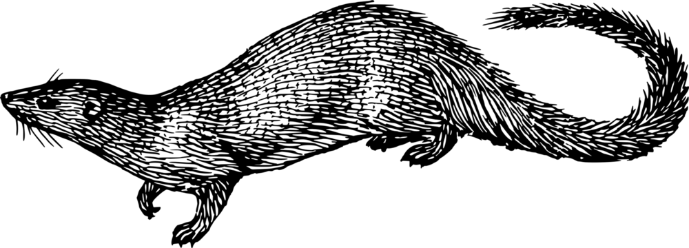 Mongoose-drawing - Mongoose Drawing (1000x360), Png Download