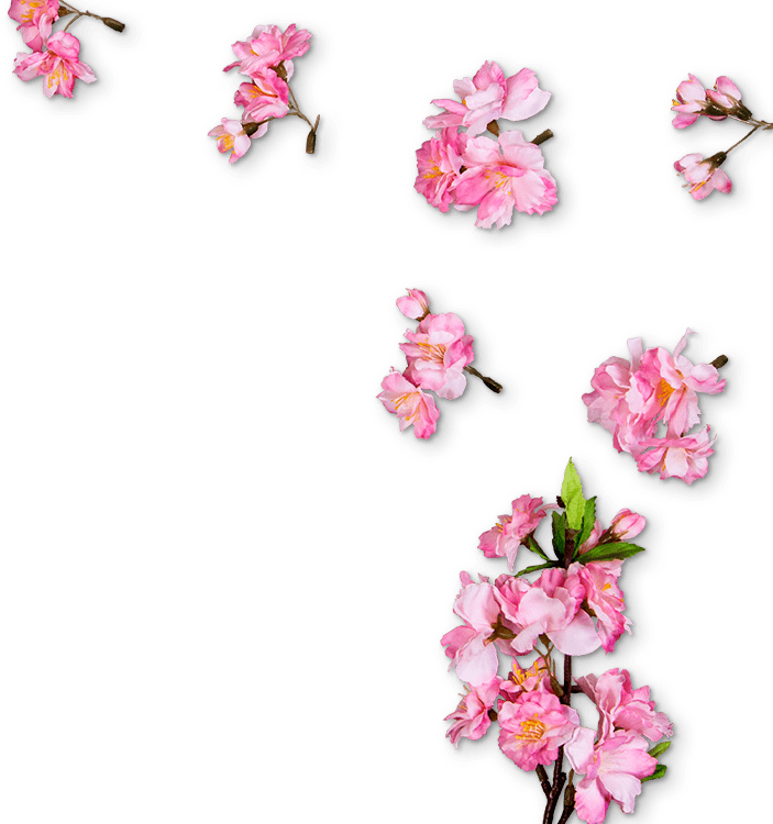Montesa - - Pink Divider Transparent Cherry Blossom (703x750), Png Download
