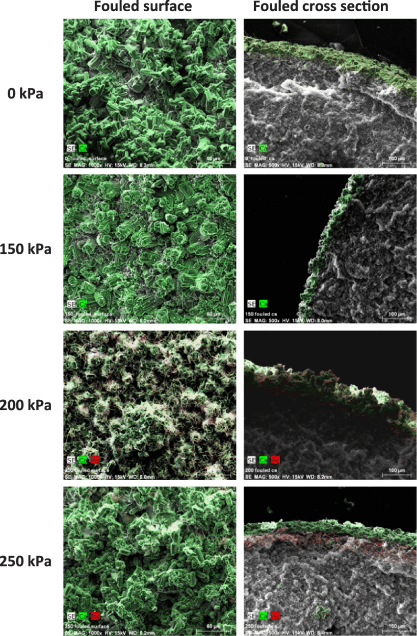 Sem/eds Images Of Membrane Surfaces And Cross Sections - Vmdc (850x1298), Png Download