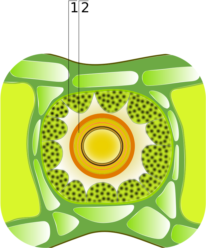 Cross Section Of A Leaf - Wikimedia Commons (843x1024), Png Download