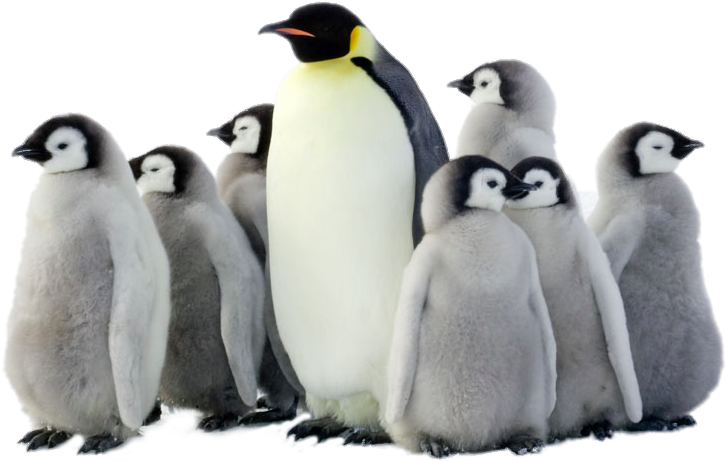 Penguin Png Pic - Penguin Parade 2017 Wall Calendar By Brush Dance 9781610464390 (1000x667), Png Download