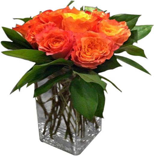Orange Rose Delight - Garden Roses (600x600), Png Download
