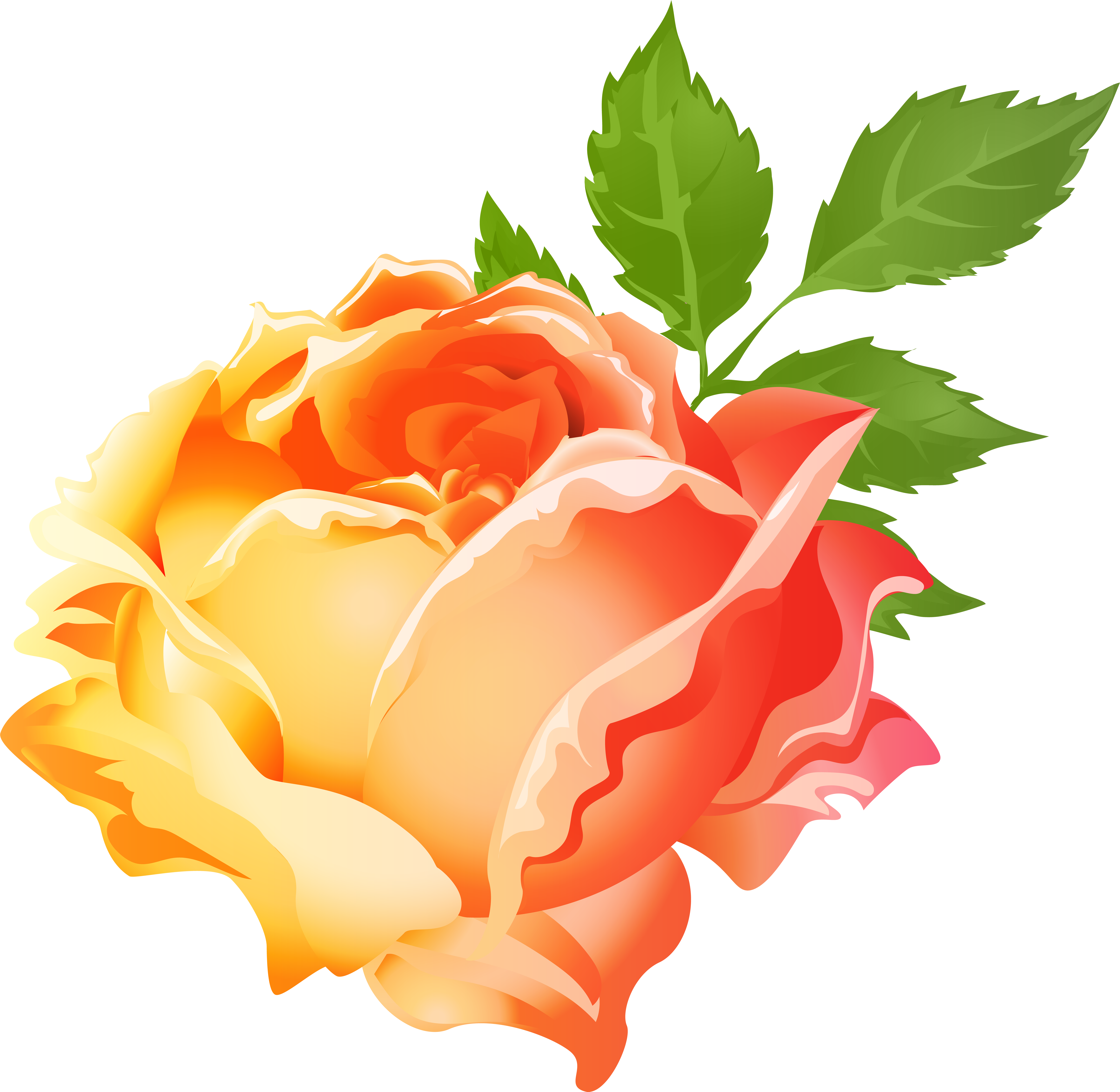 Orange Rose Png (8000x7801), Png Download