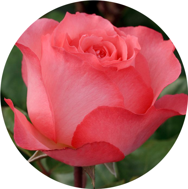 June - Rose - Rose (901x822), Png Download