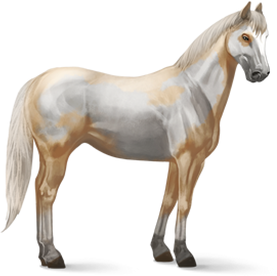 Horse Png Free Image Download - Look After A Horse (600x600), Png Download