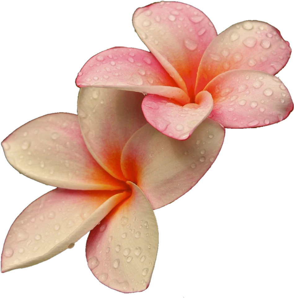 Png Flowers Flower Lovely Rajon - Rare Unique Beautiful Flowers (1024x1089), Png Download
