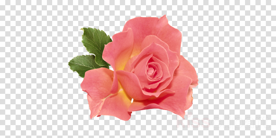 Orange Rose Png Clipart Rose Clip Art - Indian Political Party Symbol Png (900x450), Png Download