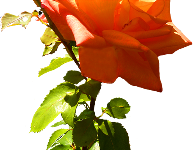 Yellow Rose Clipart Orange Rose - Clip Art (640x480), Png Download